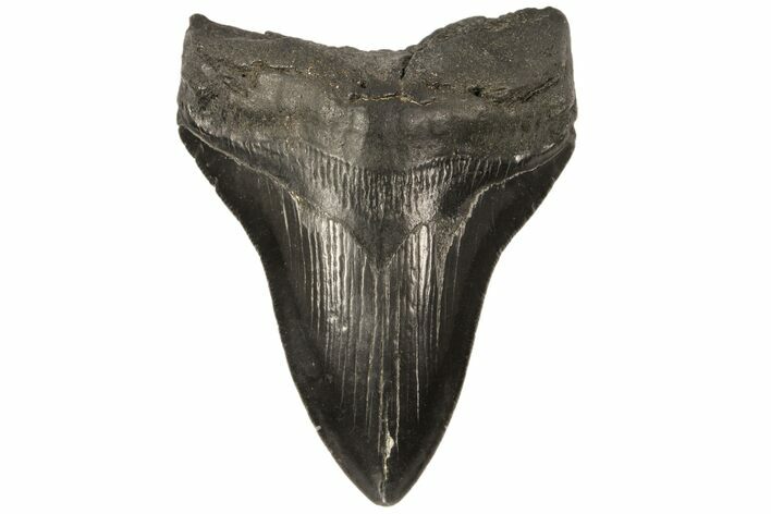 Fossil Megalodon Tooth - Georgia #80059